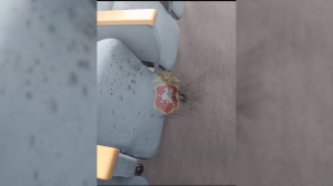 Пострадали 4 детей: рамки металлоискателя не распознали гранату, которую принес мальчик в школу Севастополя