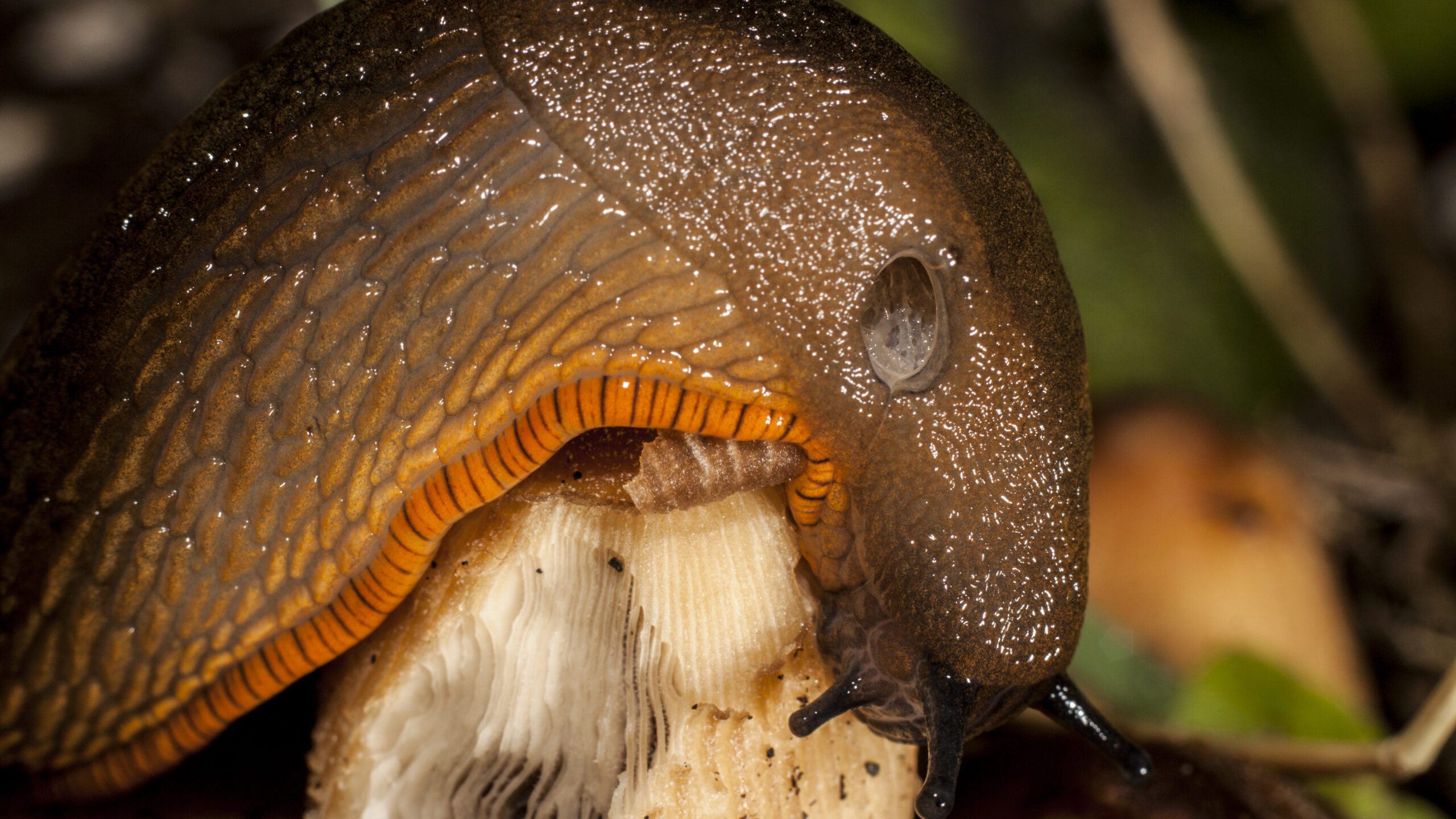 Страшен и вид, и название: грибники спорят, можно ли есть первые грибы в Ленобласти