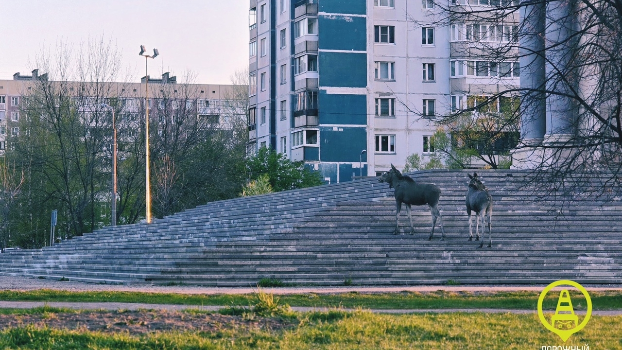 Сотрудники ДПС отвели в лес: дикие лоси пришли ночью к в храму на Долгоозерной