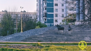 Сотрудники ДПС отвели в лес: дикие лоси пришли ночью к в храму на Долгоозерной