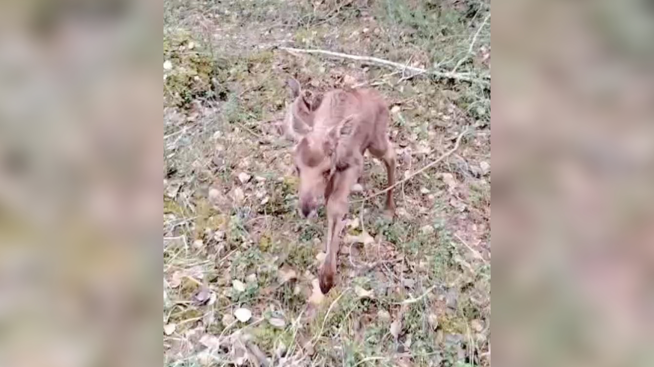 Спасать не нужно: в Ленобласти появились первые новорожденные лосята