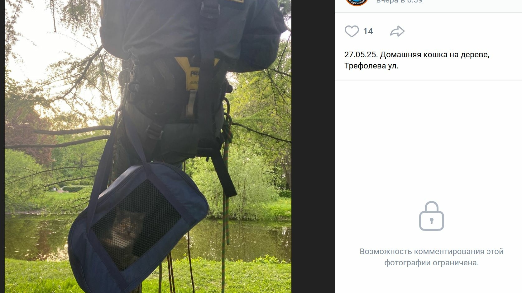 Юный петербуржец застрял на дереве вместе со своей кошкой в попытке спасти животное