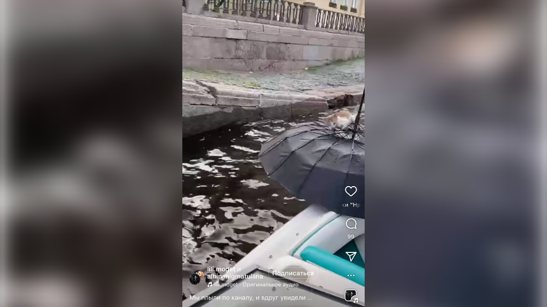 Девушка выловила зонтиком пищащие рыженькое чудо из Крюкова канала. Так заводят друзей в Петербурге