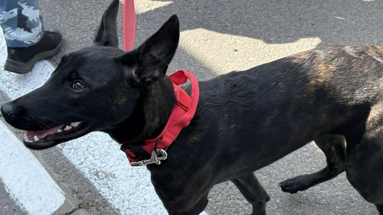 Поводок и намордник спасают собачников от протоколов: подвели итоги февральских рейдов в Петербурге