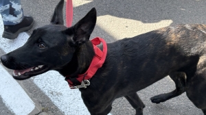 Поводок и намордник спасают собачников от протоколов: подвели итоги февральских рейдов в Петербурге