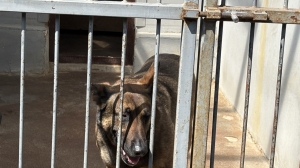 Смольный проиграл УФАС в споре по делу о строительстве приюта для животных в Кронштадте