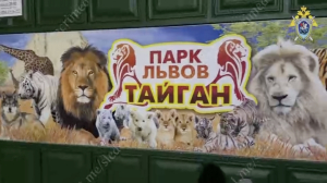 Пострадавшего от нападения льва директора сафари-парка «Тайган» перевели в реанимацию