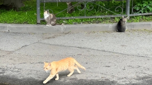 Поджигательницей домиков для кошек в Петербурге оказалась недовольная бабушка