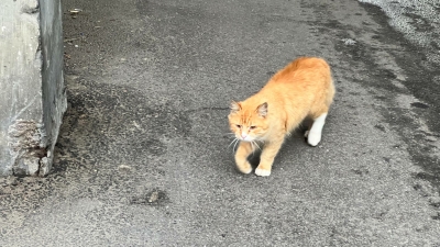 Праздник 27 марта — Федор-скотник: приметы о погоде, скотине и запреты