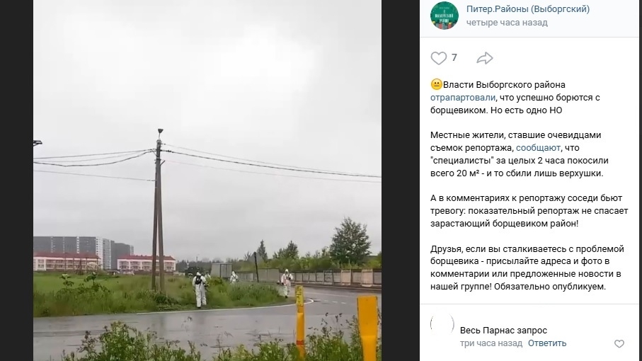 Жители Выборгского района пожаловались на фейковую борьбу с борщевиком