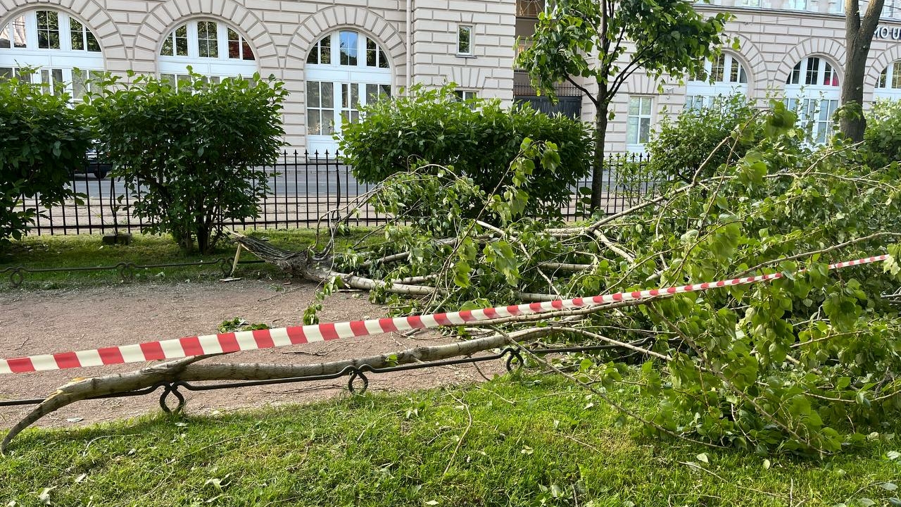 В Смольном рассказали, сколько деревьев не пережили шторм в Петербурге