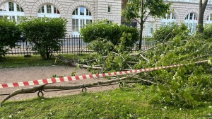 В Смольном рассказали, сколько деревьев не пережили шторм в Петербурге