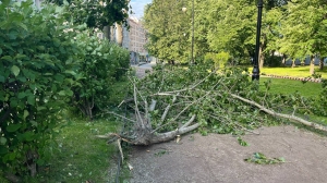 Массовое травмирование петербуржцев из-за непогоды привело следователей к проверкам
