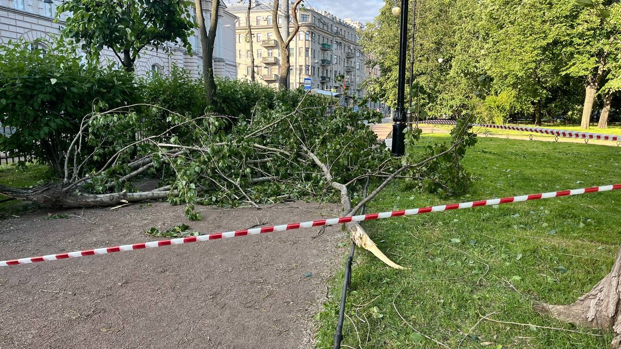 В Петербурге больше 130 деревьев не пережили шторм