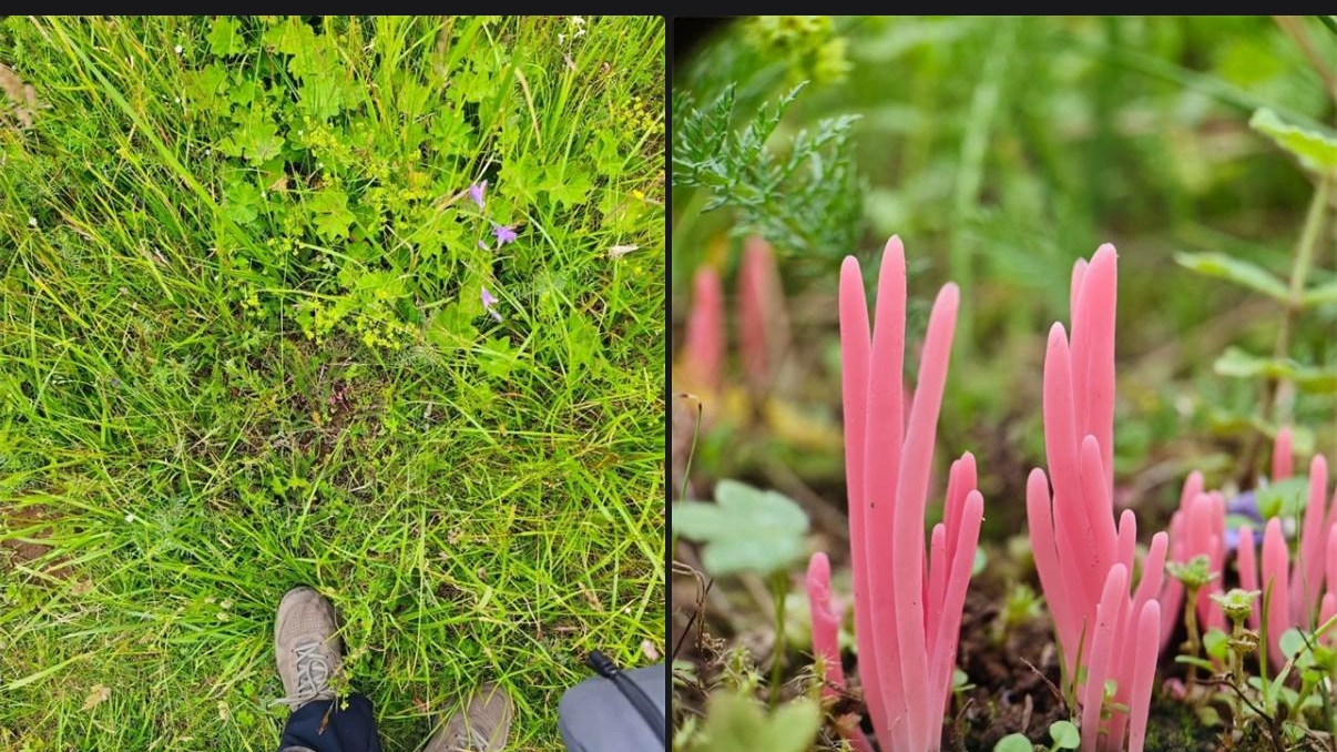 В Ленобласти нашли редчайший гриб: фото поражают воображение