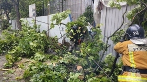 В МЧС рассказали, сколько деревьев повалил атаковавший Петербург ветер