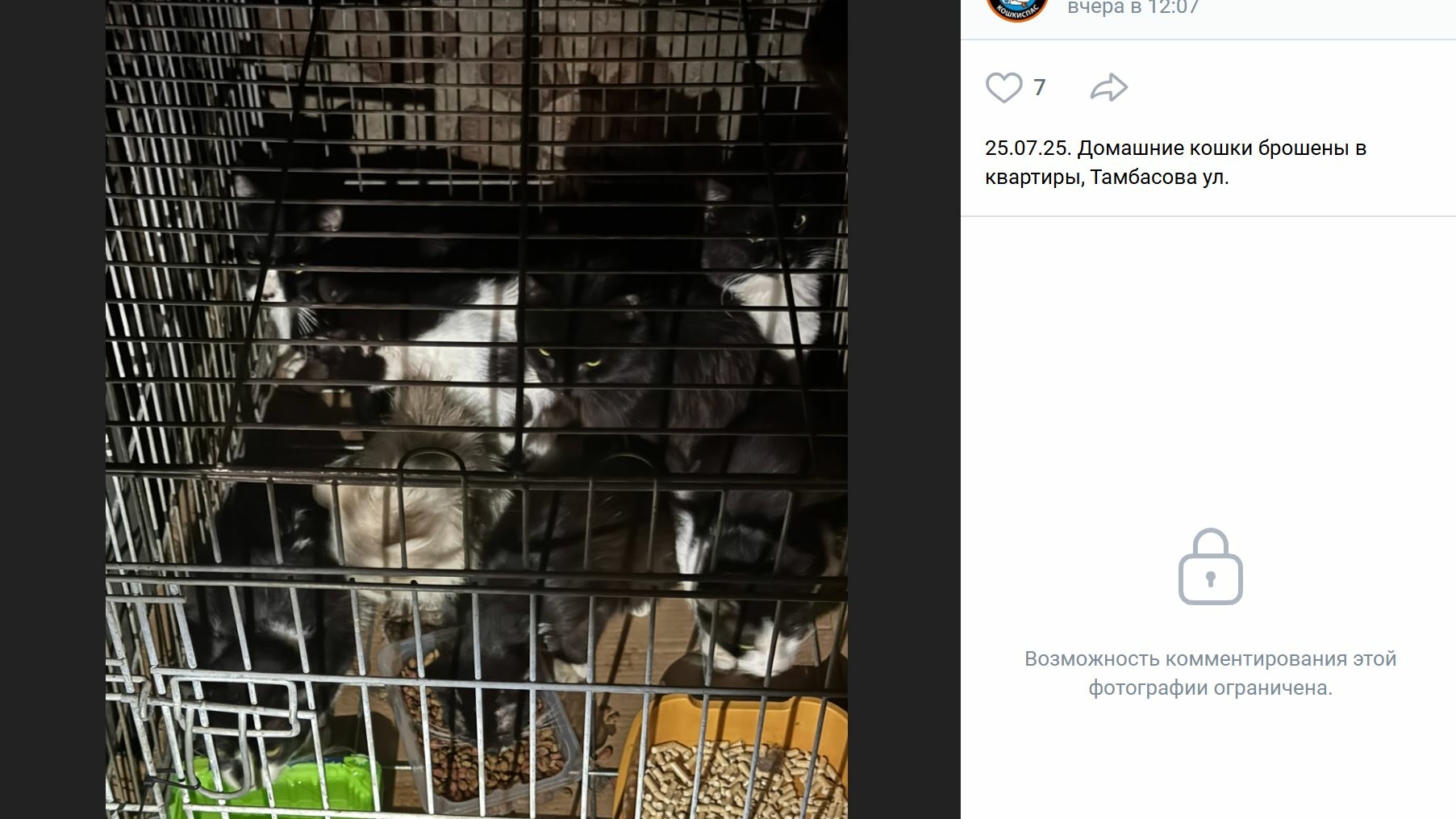 Оказались заперты в жару: более 10 кошек вытащили из захламленной квартиры на Тамбасова