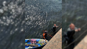 Уровень воды все выше: волонтеры пятый день пытаются достать из облицовки набережной Фонтанки бедного кота