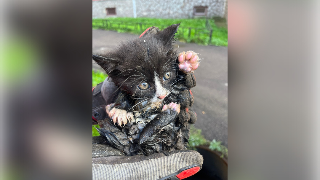 В Петербурге провели операцию по спасению мяукающего малыша из канализации