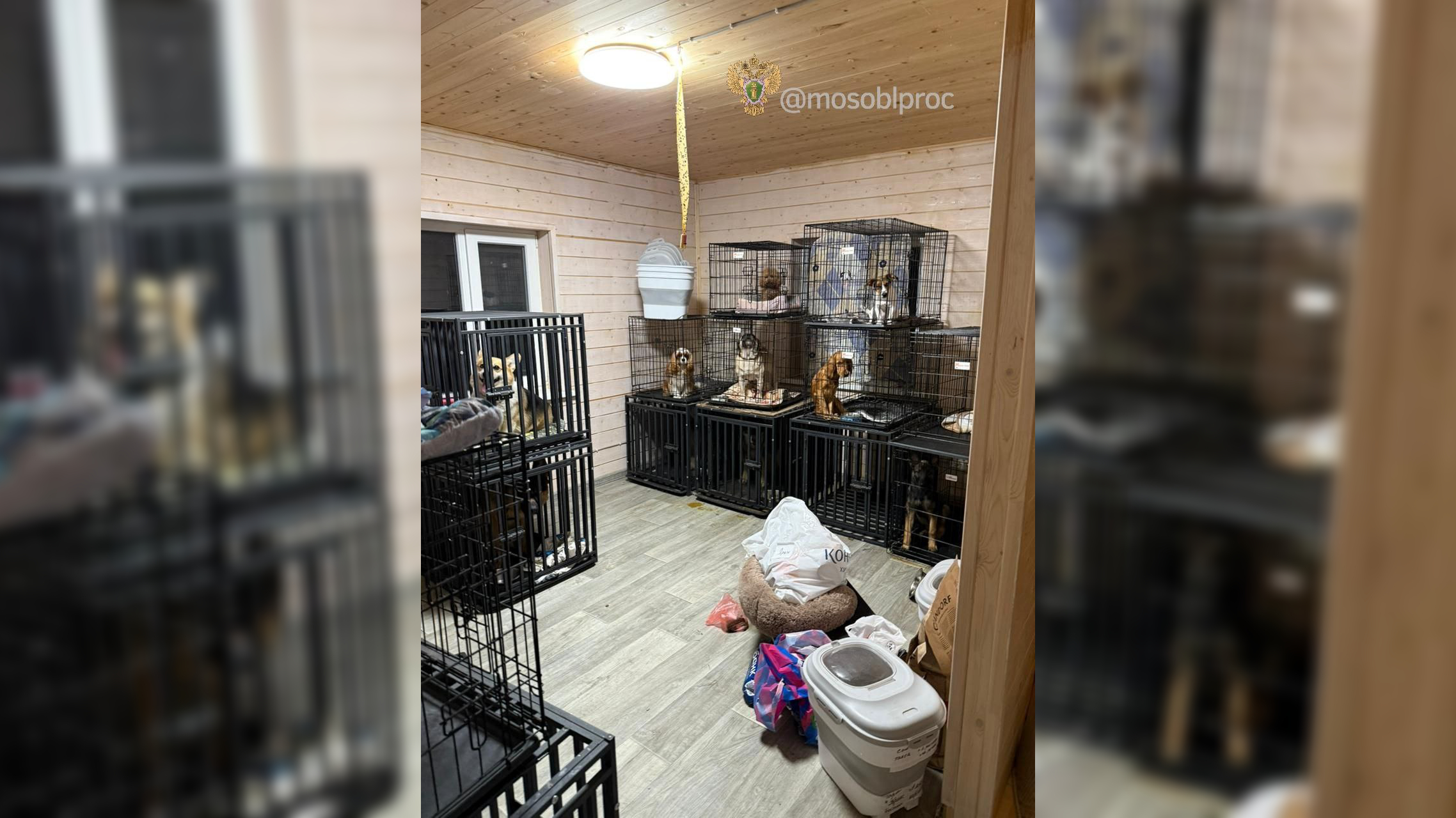 Клетки в крови и фекалиях: в Подмосковье попавших на передержку животных изводят голодом