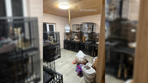 Клетки в крови и фекалиях: в Подмосковье попавших на передержку животных изводят голодом