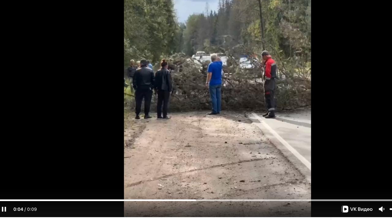 Первые жертвы «Бернварда»: дерево чудом не раздавило авто с людьми в Рощино