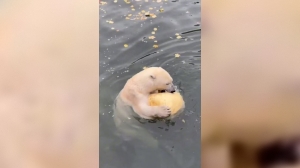 Угощение весом 70 кг: белую медведицу из Лензоопарка Ботанический сад угостил плодом-гигантом