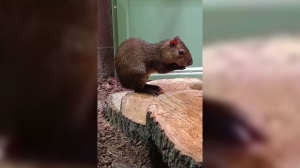 АСМР-контент от Оливера: Лензоопарк показал хрустящего орехами южноамериканского грызуна