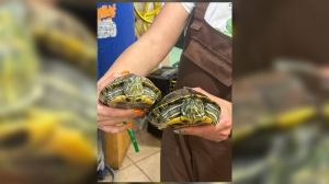 Лензоо пригрозил петербуржцам уголовками за выброс красноухих черепах