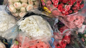 В Петербург привезли 800 цветов с опасными насекомыми