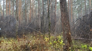 Привык обезглавливать: 20-летнего парня задержали за жестокое убийство матери в лесопарке Екатеринбурга