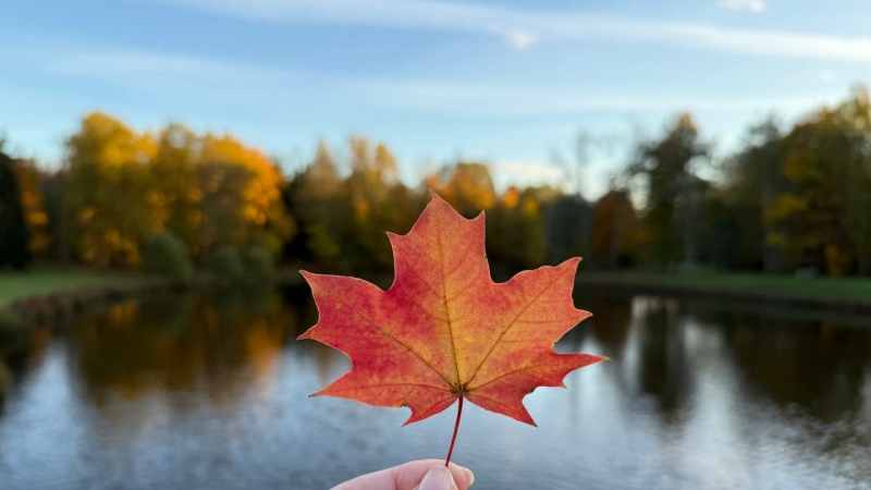 «Чудо света» и фестиваль кренделей: куда сходить бесплатно в Петербурге и Ленобласти со 2 по 4 ноября