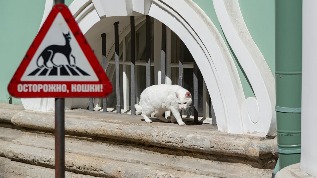 Испытание в виде собеседования: как забрать домой пушистика из Эрмитажа?