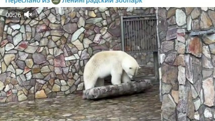Подарок от петербургских спасателей: в Лензоо показали развлечения медведицы в день без посетителей 