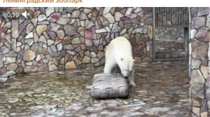 Подарок от петербургских спасателей: в Лензоо показали развлечения медведицы в день без посетителей 