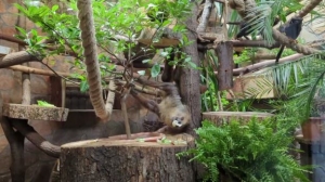 Угостили в честь праздника: ленивцы Лензоопарка получили лакомства в свой День