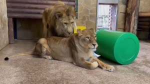 В Лензоопарке рассказали, какой подарок получила львица Таисия на свое 14-летие