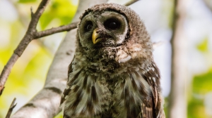 Лисица и совы вернулись домой после реабилитации в Петербурге: от чего пострадали животные?
