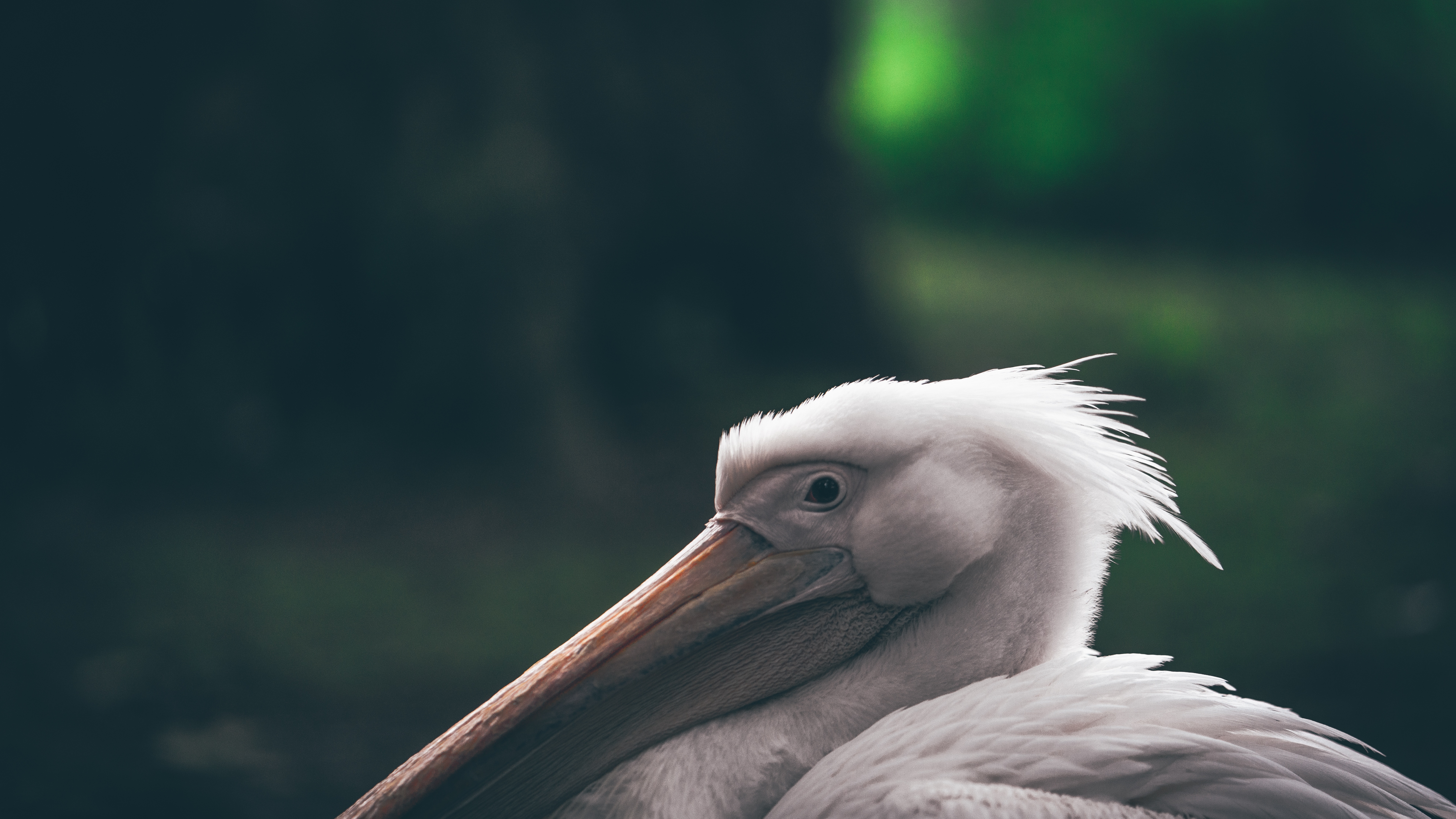 Серые цапли не улетели из Петербурга на зимовку — названа причина