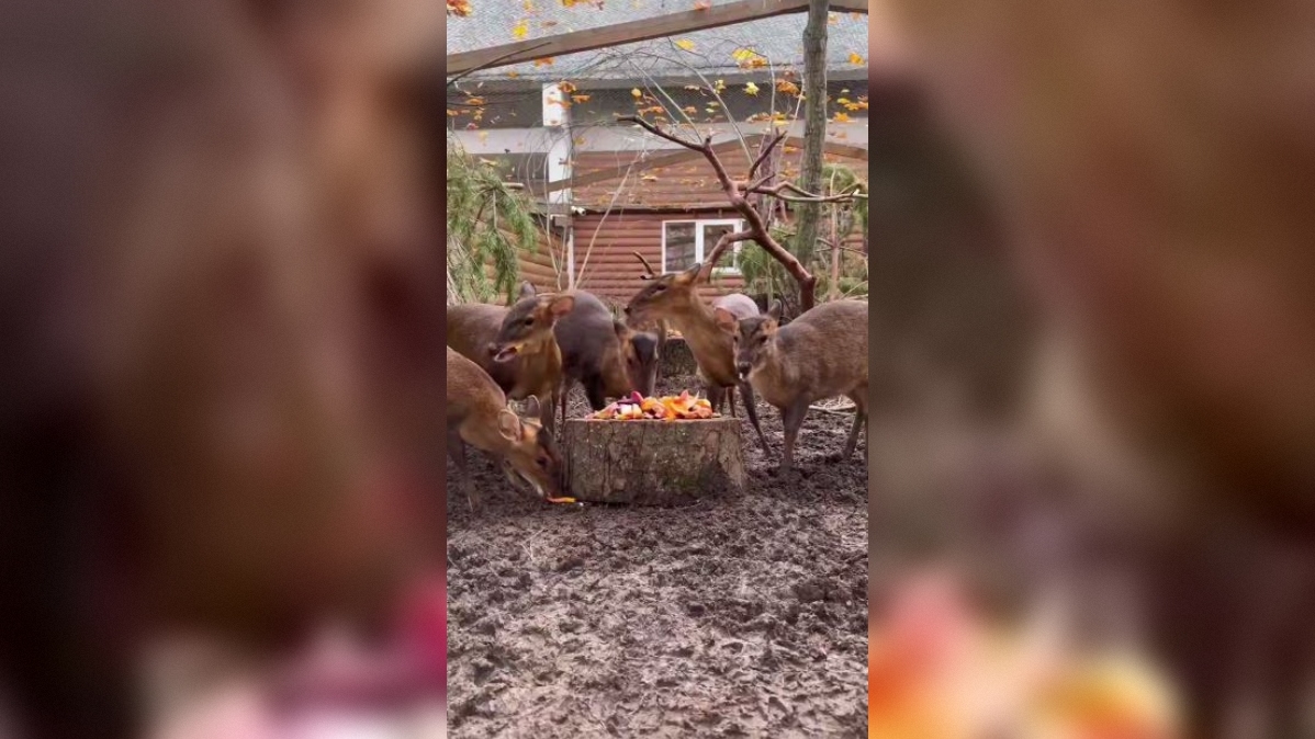 Лензоопарк показал пышный стол из фруктов для китайских мунтжаков