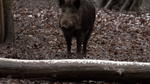Самка кабана с поросятами разгуливала по улице Коллонтай