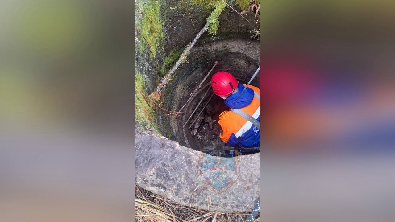 Услышали прохожие: испуганную собаку нашли на дне колодца в Тосненском районе