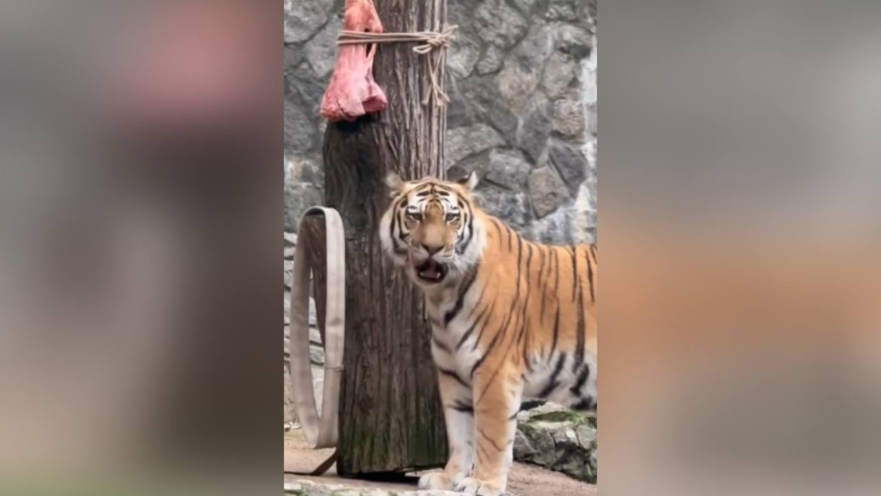 В Лензоо рассказали, почему амурскому тигру Амадею устраивают «разгрузочные» дни