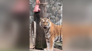 В Лензоо рассказали, почему амурскому тигру Амадею устраивают «разгрузочные» дни