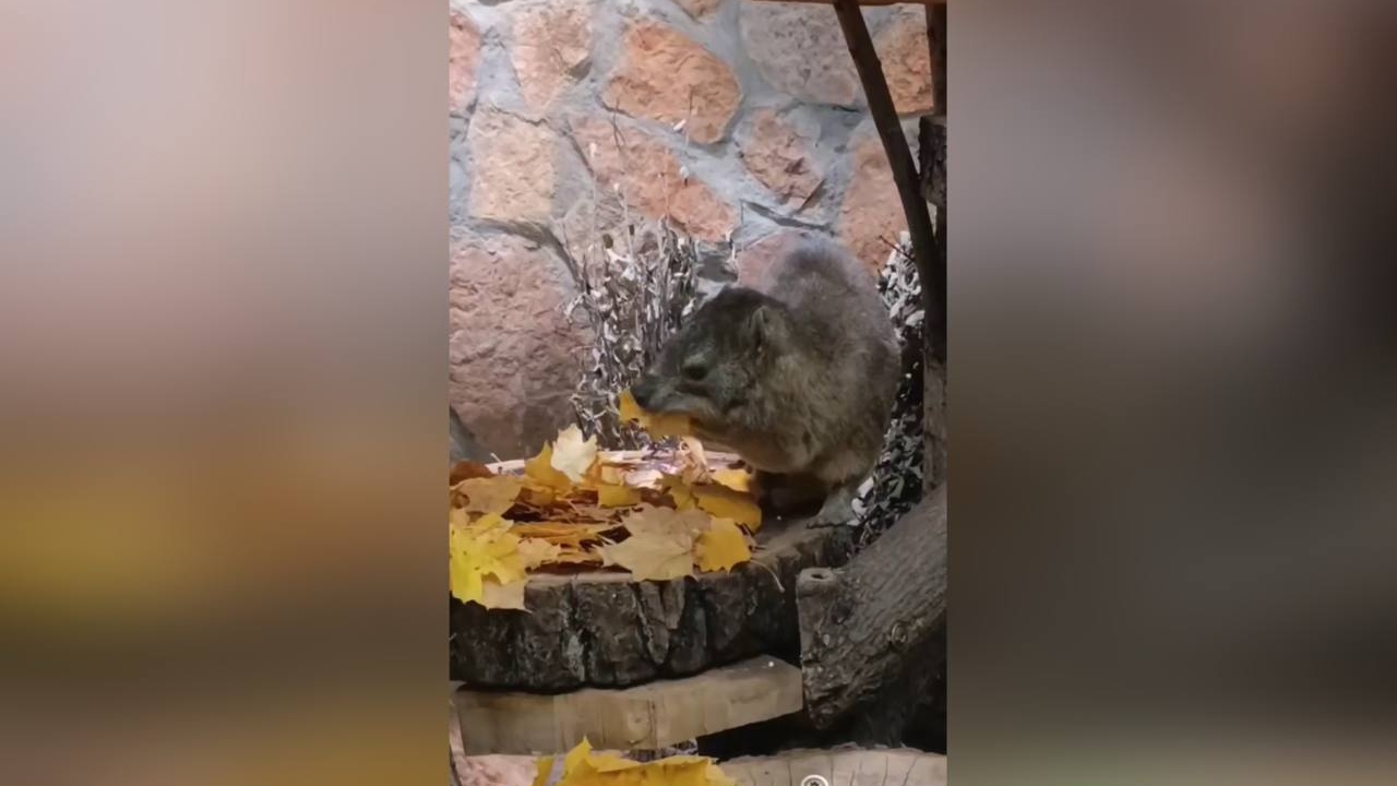 Даман Сеня похрустел кленовыми листьями в честь осени в вольере Ленинградского зоопарка