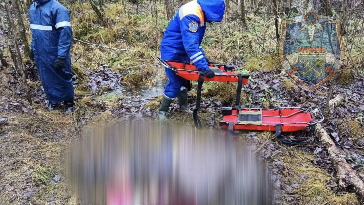 Бездыханное тело пожилой женщины нашли в лесу в Ленобласти