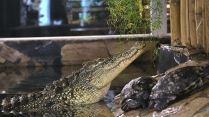 Зеленый и опасный житель Лензоо показался петербуржцам: зубастый Тоша чересчур обаятелен