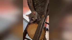 Редкие кадры. В Лензоо показали «охоту» пятнистой генеты Алисы