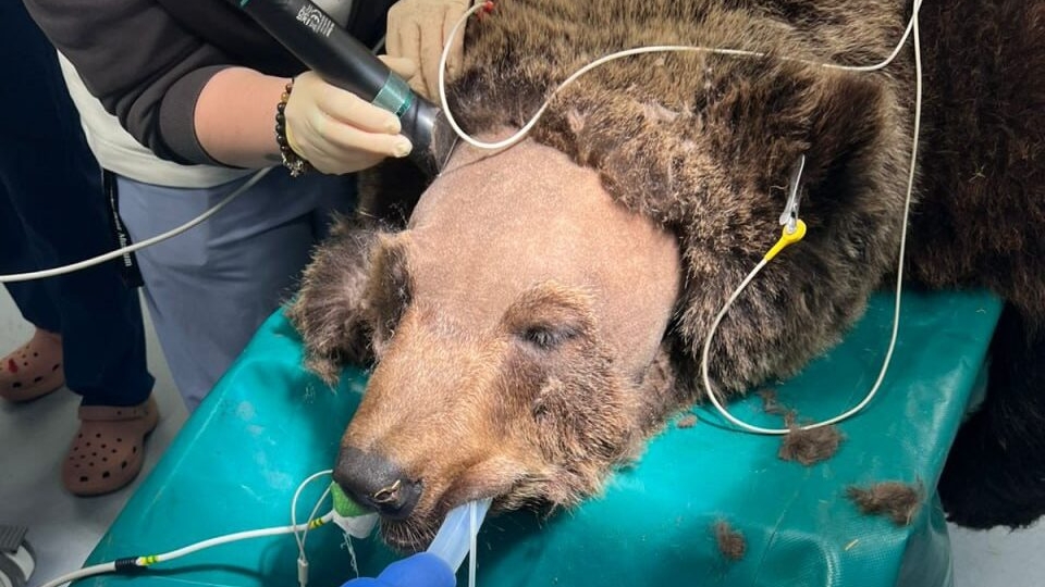 «Сложного» медведя отдали петербургским врачам: мордочку пришлось побрить