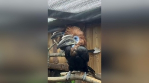 Пугливые калао Цера и Гимна начали строить глазки посетителям Ленинградского зоопарка